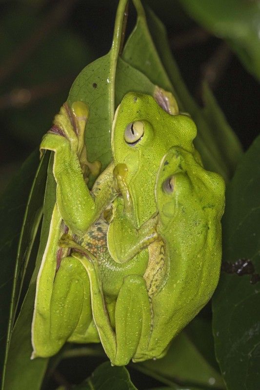 Malabar Gliding frog Rahul Alvares Goa