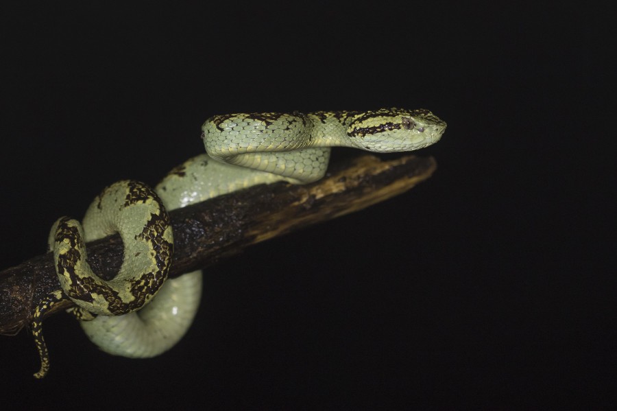 Malabar pitviper Rahul Alvares Goa