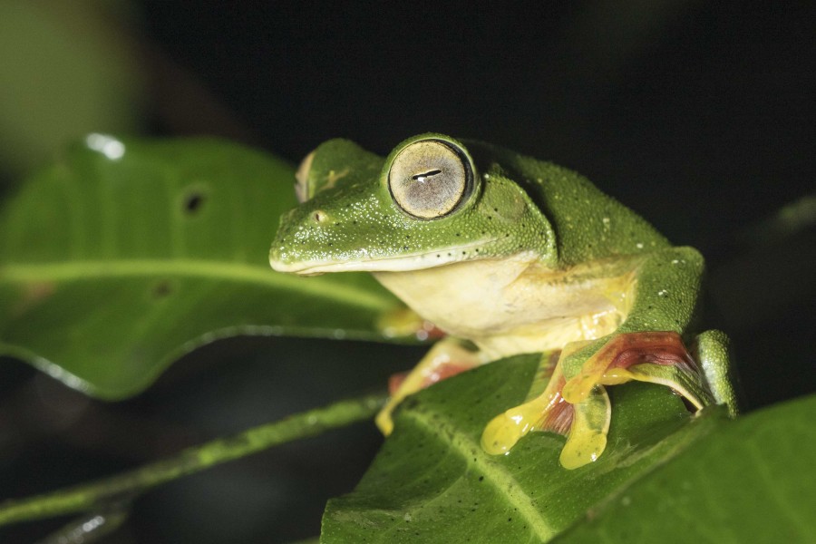 Malabar Gliding frog Rahul Alvares Goa