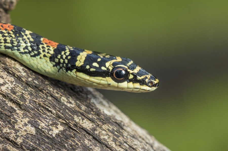 Ornate flying snake Rahul Alvares Goa