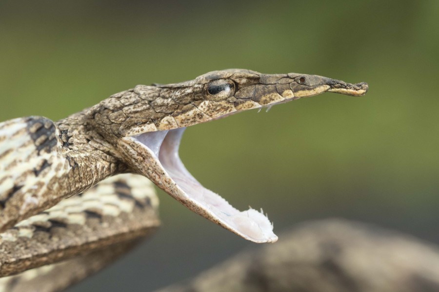 Brown Vine snake Rahul Alvares Goa