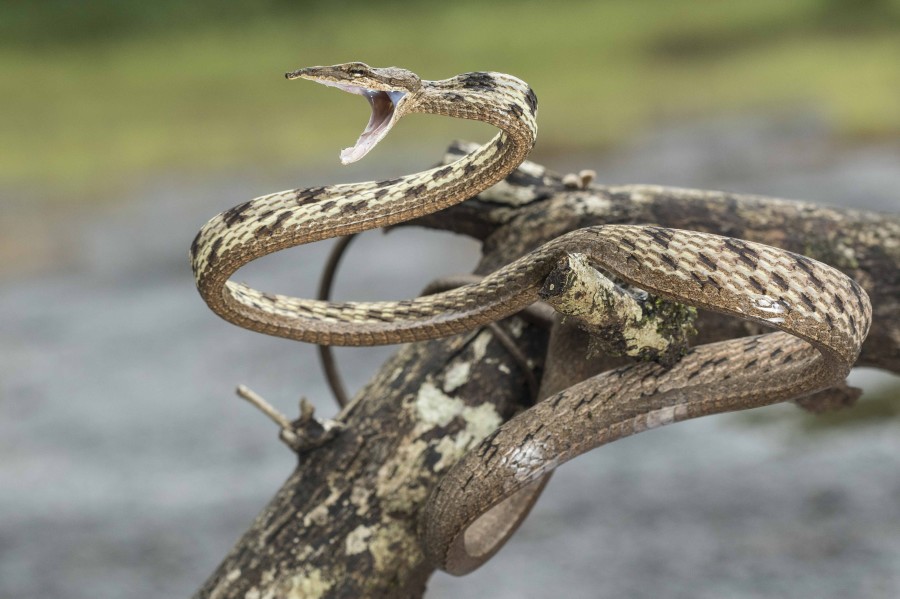 Brown Vine snake Rahul Alvares Goa