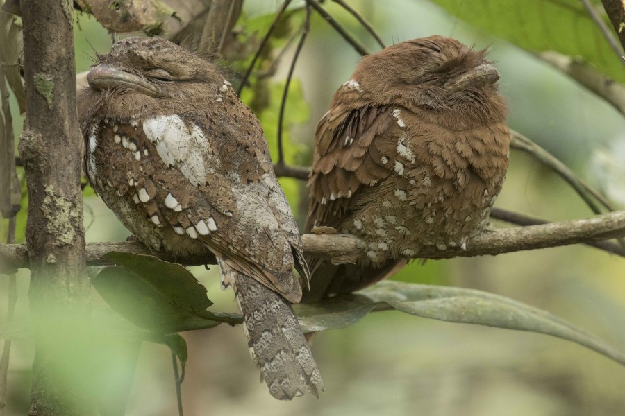 Sri Lankan frogmouth Rahul Alvares