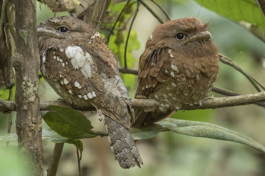 Sri Lankan frogmouth Rahul Alvares