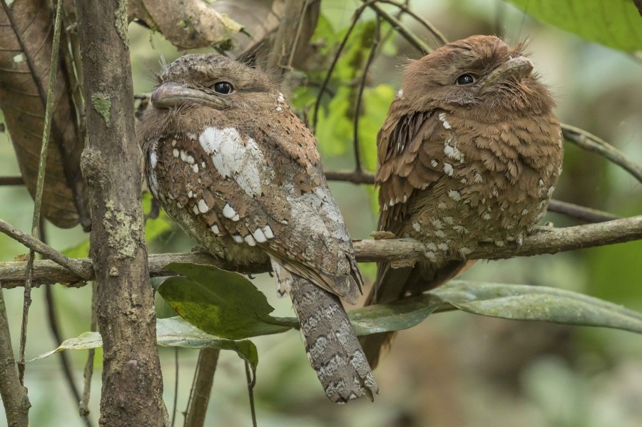 Sri Lankan frogmouth Rahul Alvares