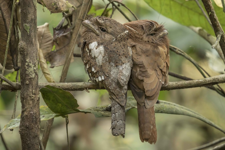 Sri Lankan frogmouth Rahul Alvares