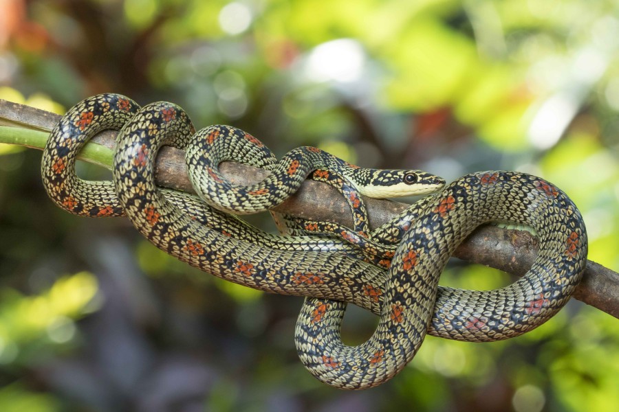 Ornate flying snake Rahul Alvares Goa