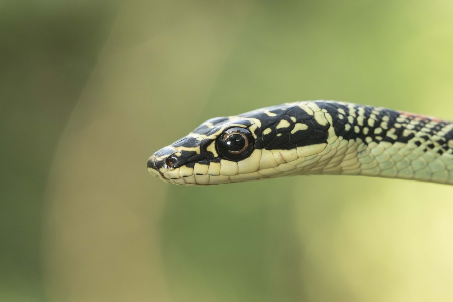 Ornate flying snake Rahul Alvares Goa