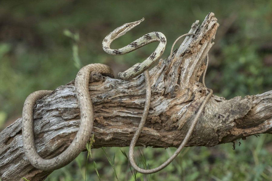 Brown Vine snake Rahul Alvares Goa