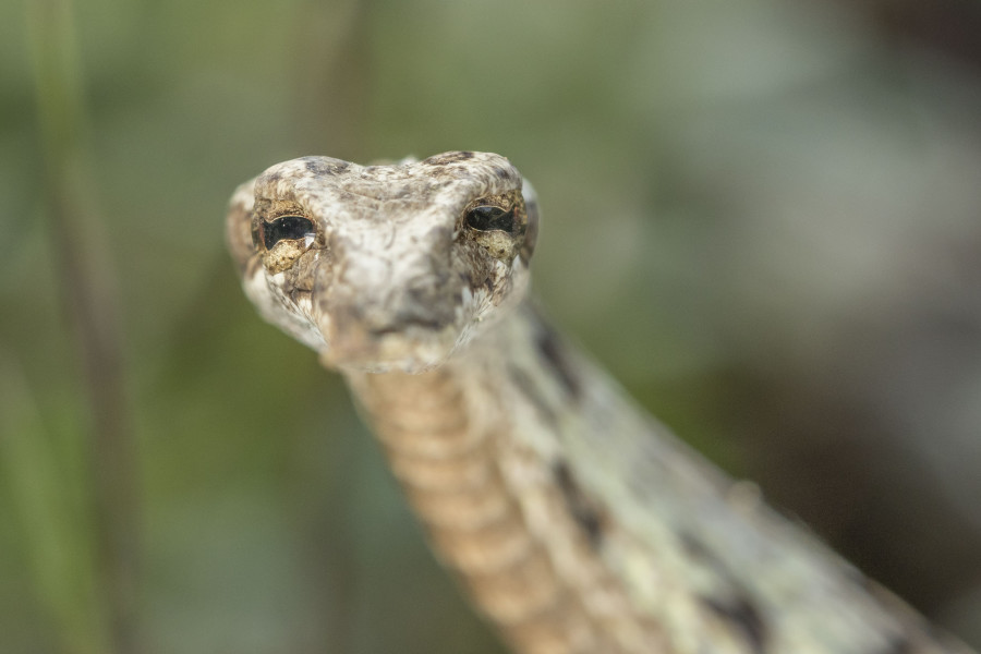 Brown Vine snake Rahul Alvares Goa