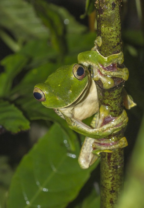 Malabar Gliding frog Rahul Alvares Goa