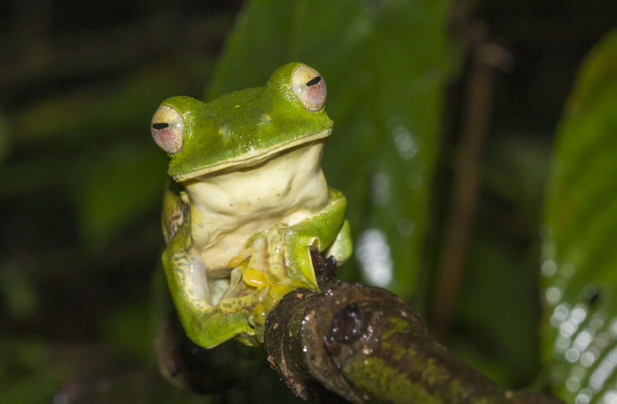 Malabar Gliding frog Rahul Alvares Goa