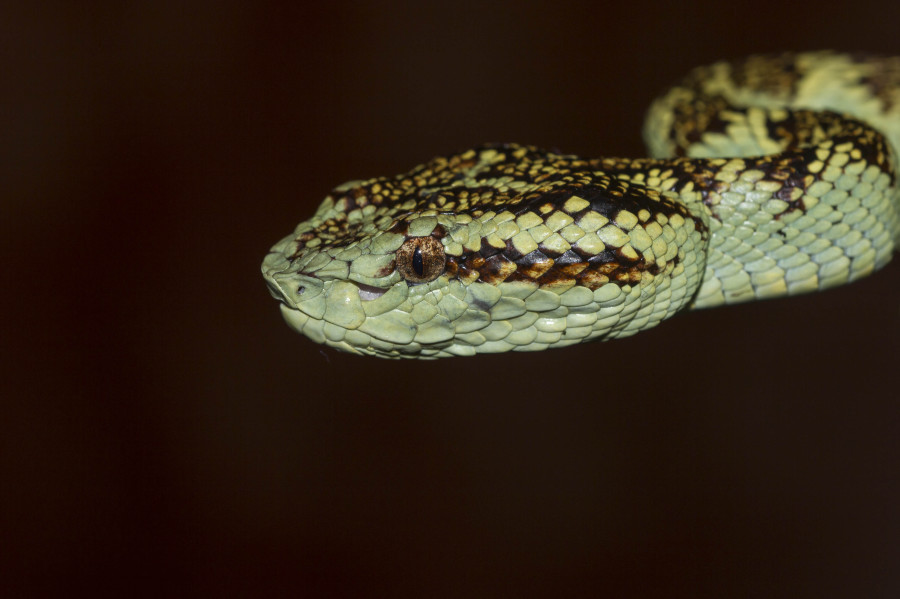 Malabar pitviper Rahul Alvares Goa