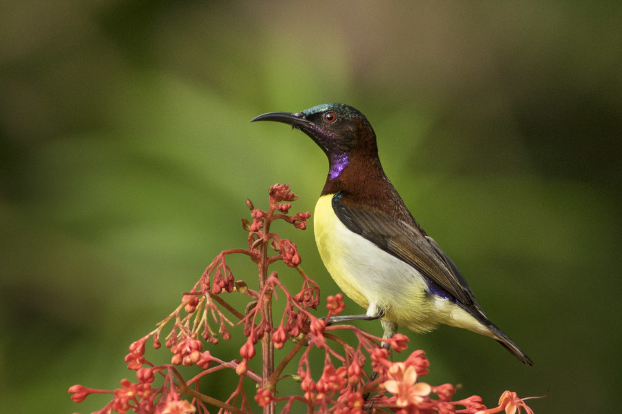 Purple rumped sunbird