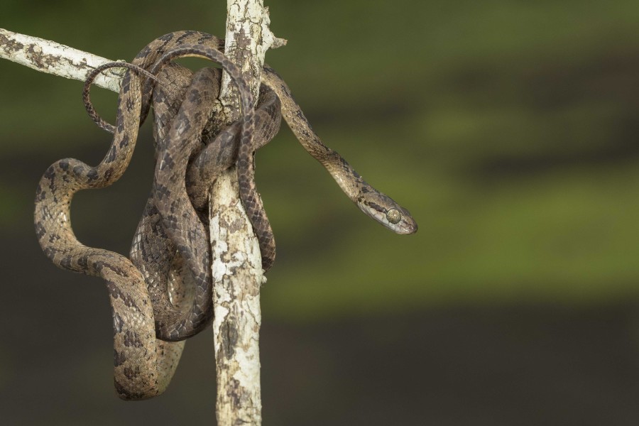 Beddome's catsnake Rahul Alvares