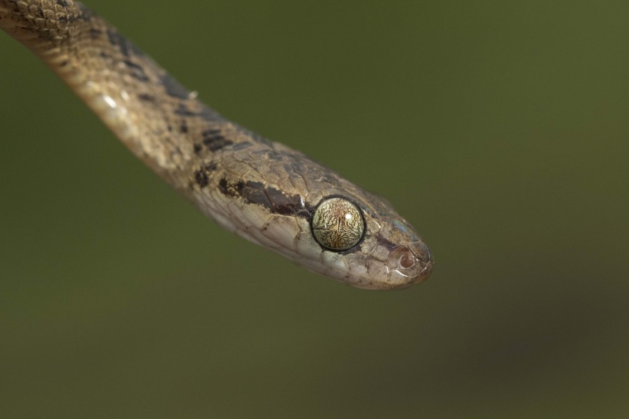 Beddome's catsnake Rahul Alvares