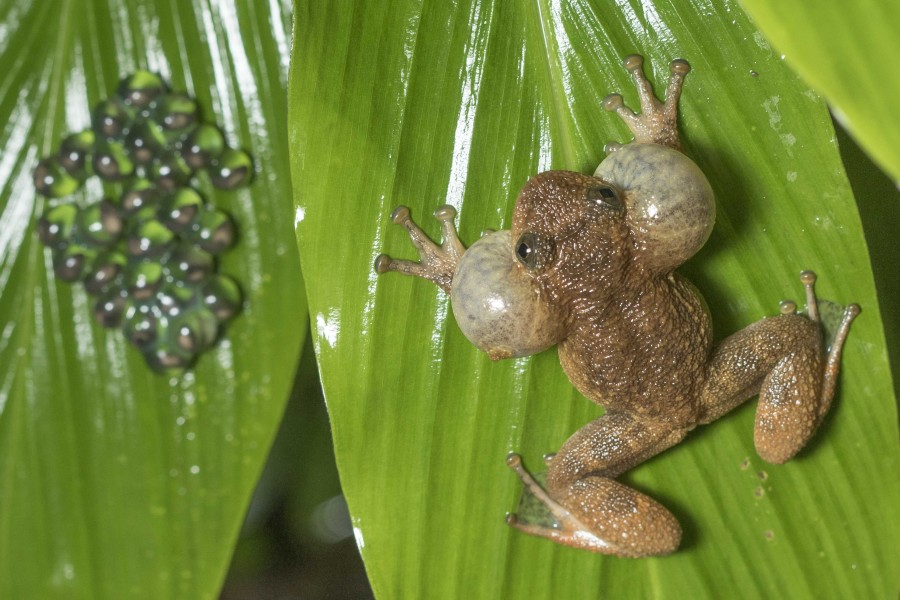 Wrinkled frog Rahul Alvares