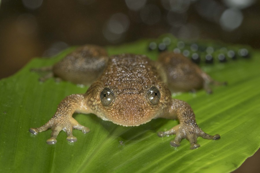 Wrinkled frog Rahul Alvares 