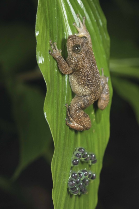 Wrinkled frog Rahul Alvares
