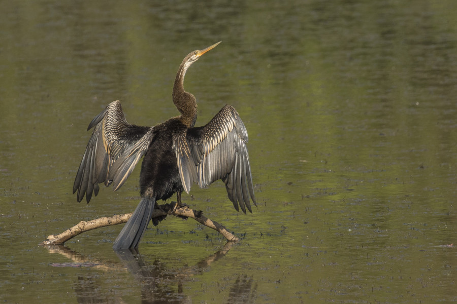 Oriental darter Rahul Alvares