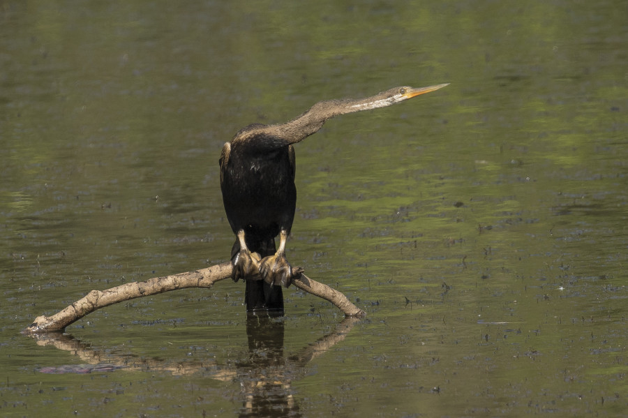 Oriental darter Rahul Alvares