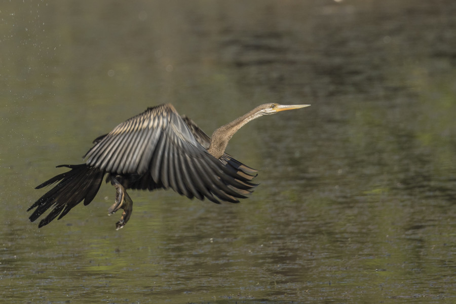 Oriental darter Rahul Alvares