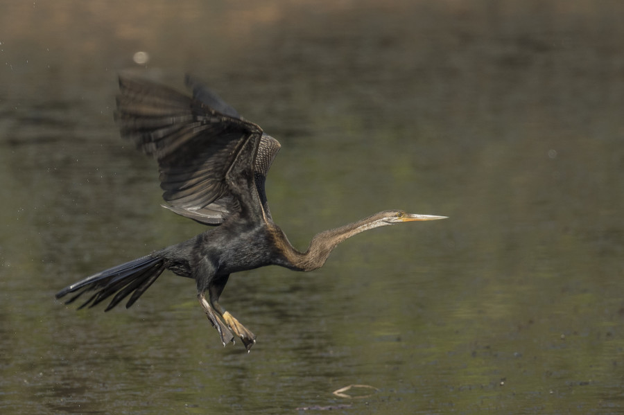 Oriental darter Rahul Alvares