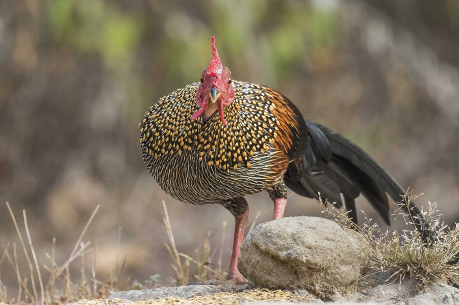 Grey jungle fowl Rahul Alvares