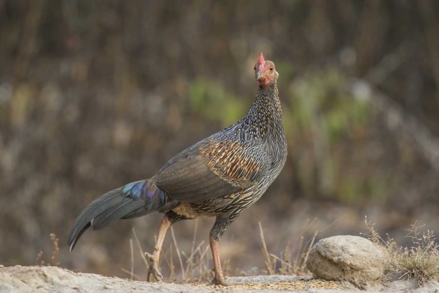 Grey jungle fowl Rahul Alvares