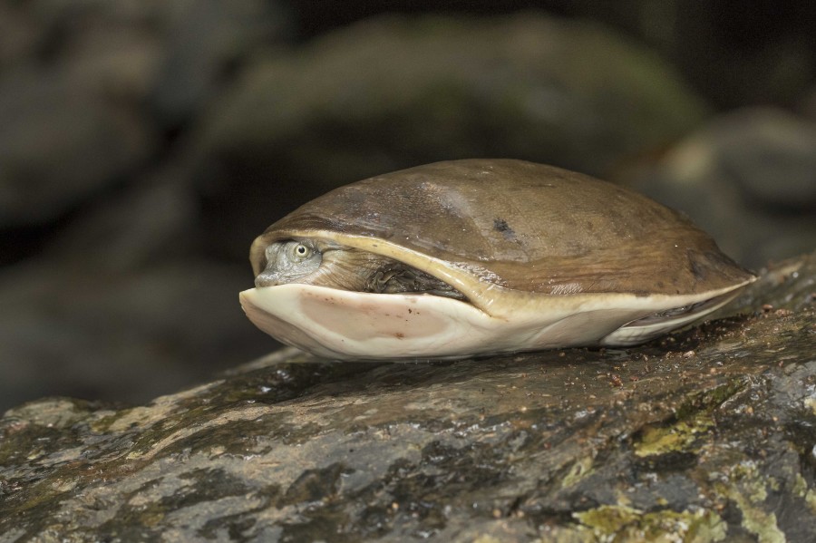 Indian flapshell turtle Rahul Alvares