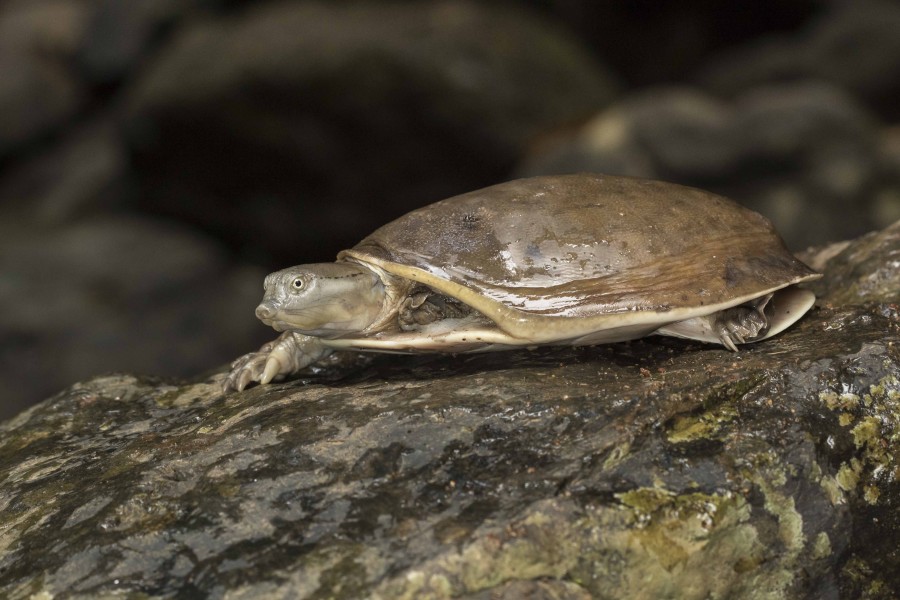 Indian flapshell turtle Rahul Alvares