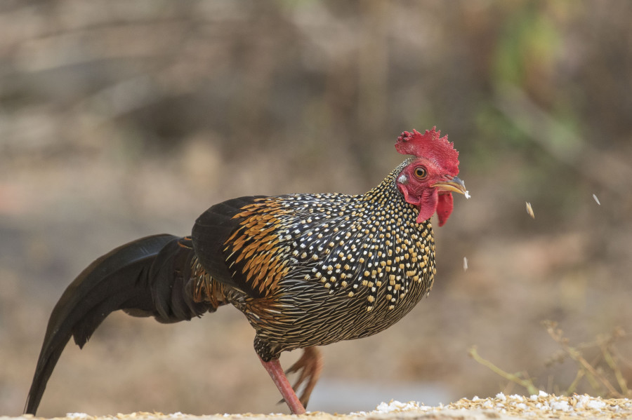 Grey jungle fowl Rahul Alvares