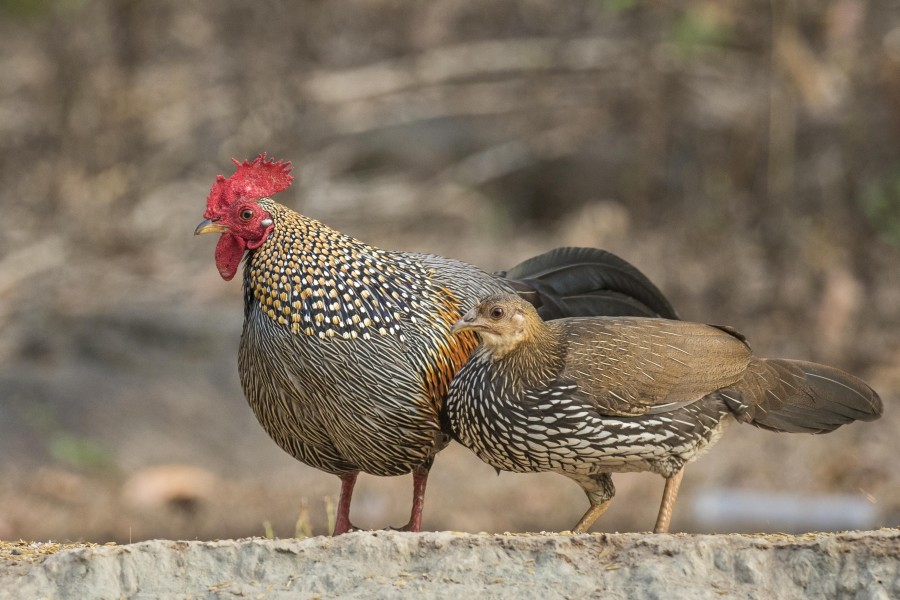 Grey jungle fowl Rahul Alvares