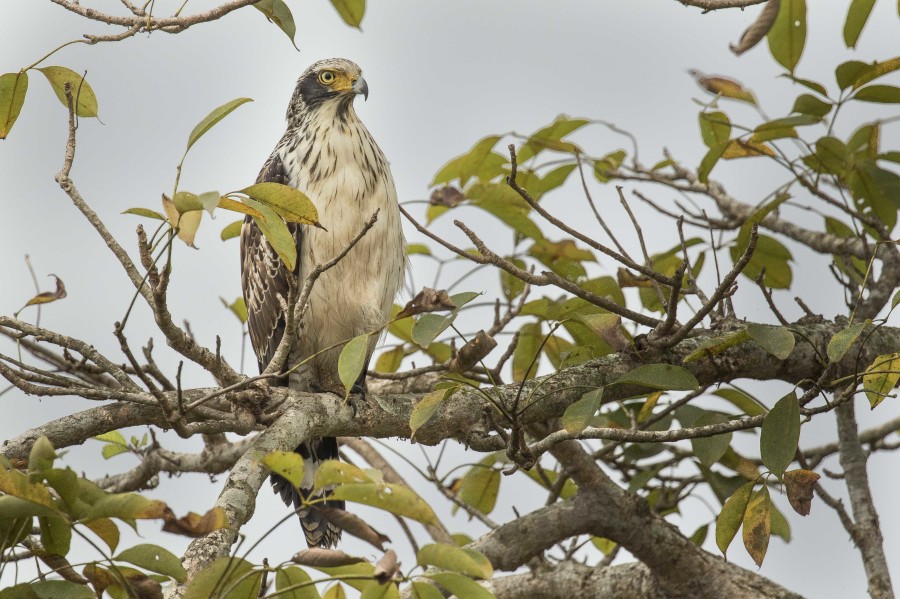 Crested serpent eagle Rahul Alvares