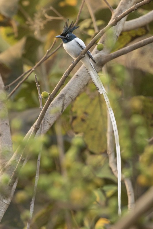 Asian paradise flycatcher 