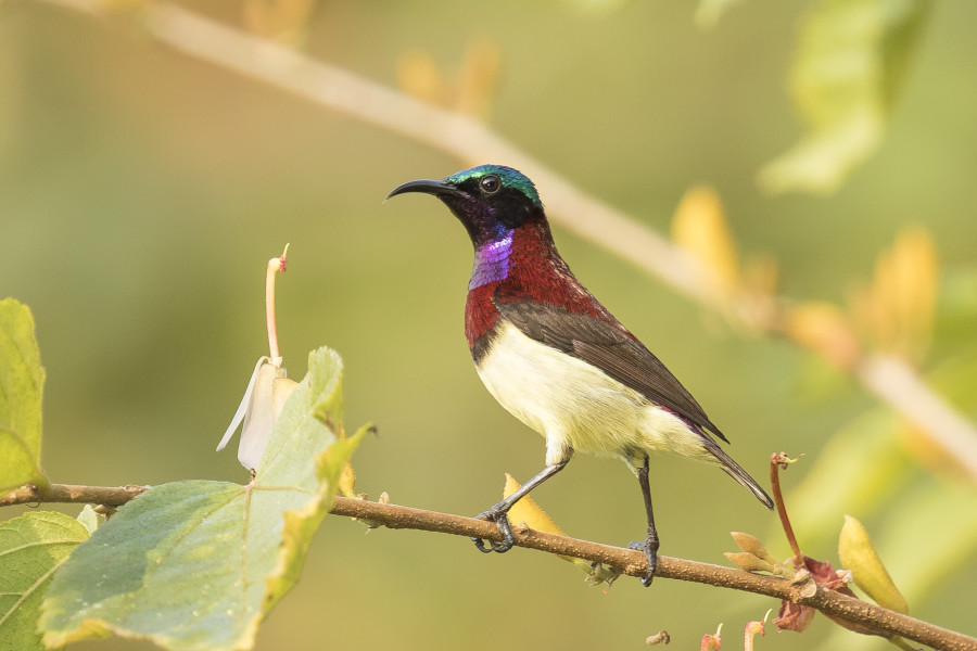 Crimson-backed sunbird