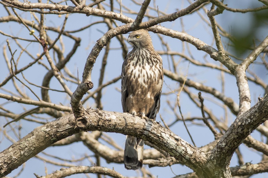 Crested hawk-eagle Rahul Alvares