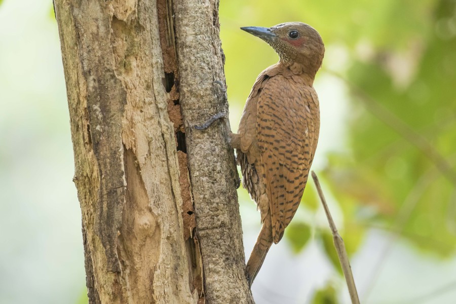 Rufous woodpecker Rahul Alvares