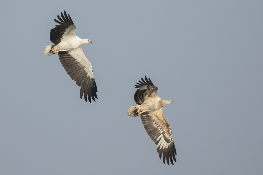 White bellied sea eagle Rahul Alvares