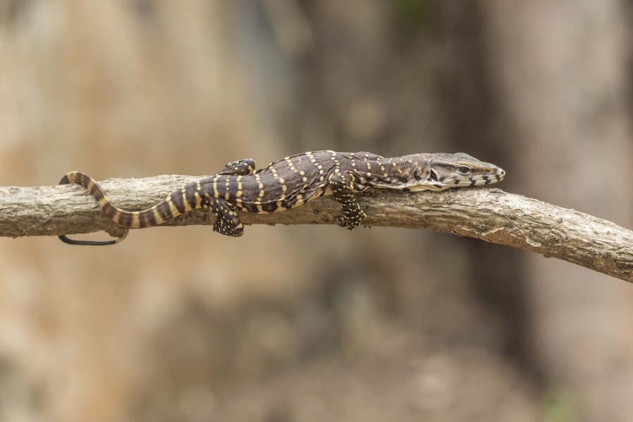 Bengal Monitor lizard Goa Rahul Alvares