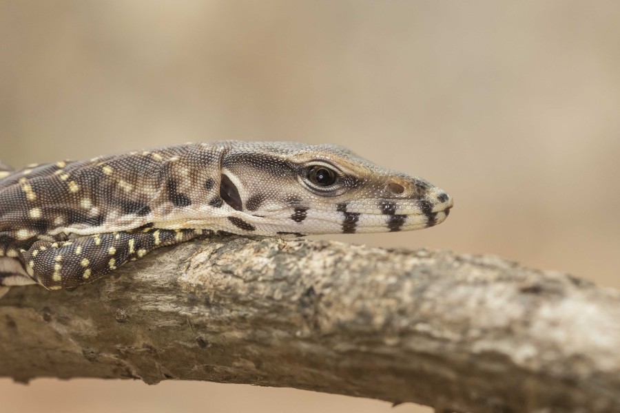 Bengal Monitor lizard Goa Rahul Alvares