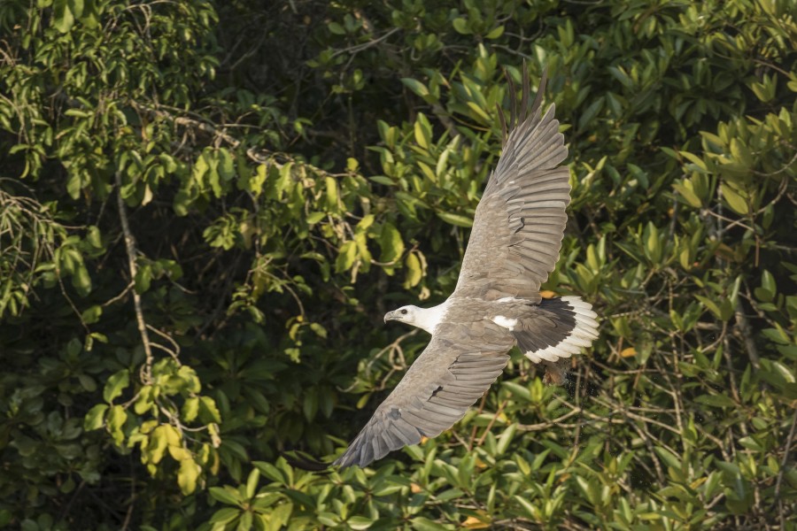 White bellied sea eagle Rahul Alvares