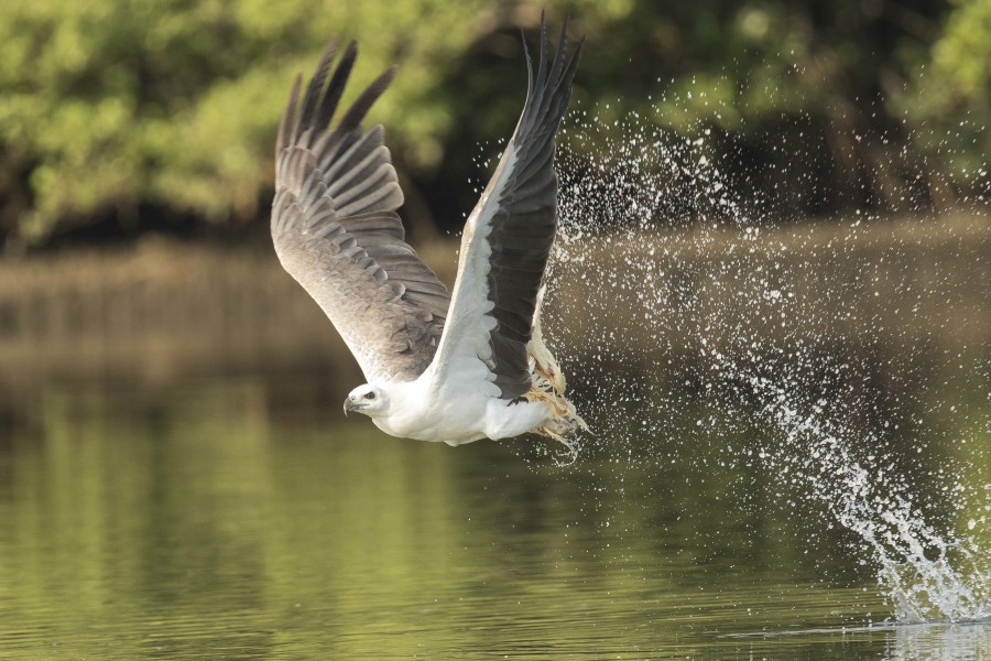 White bellied sea eagle Rahul Alvares