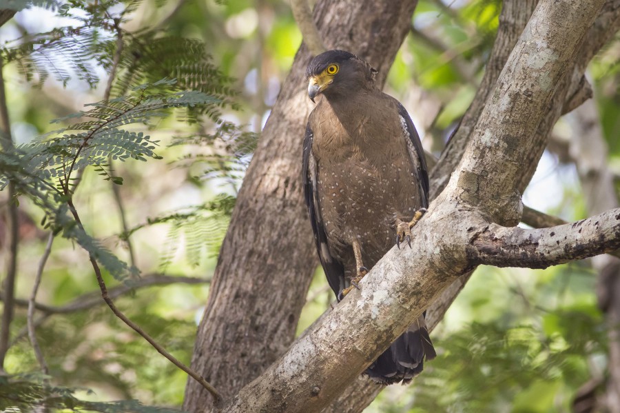 Crested serpent eagle Rahul Alvares