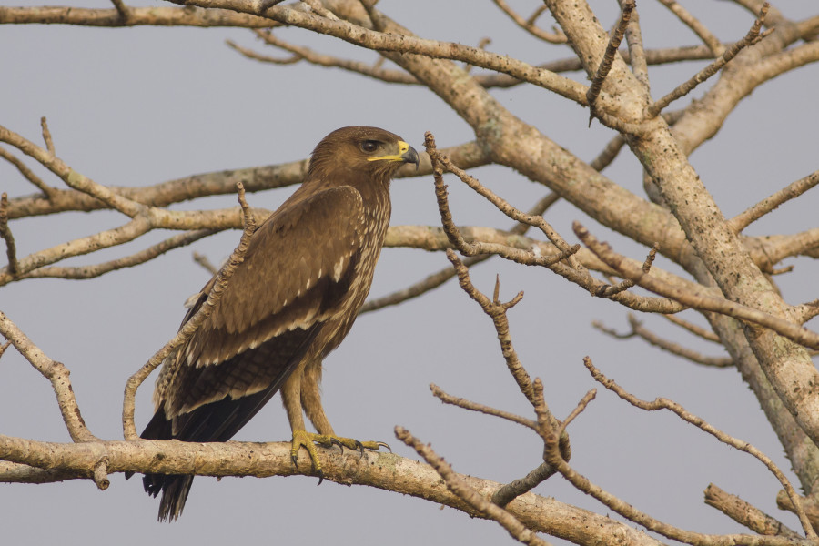 Spotted eagle Rahul Alvares