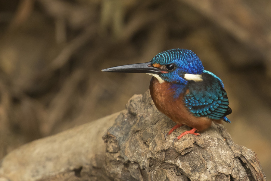Blue eared kingfisher Rahul Alvares