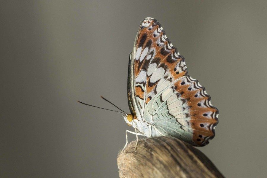 Commander butterfly Rahul Alvares