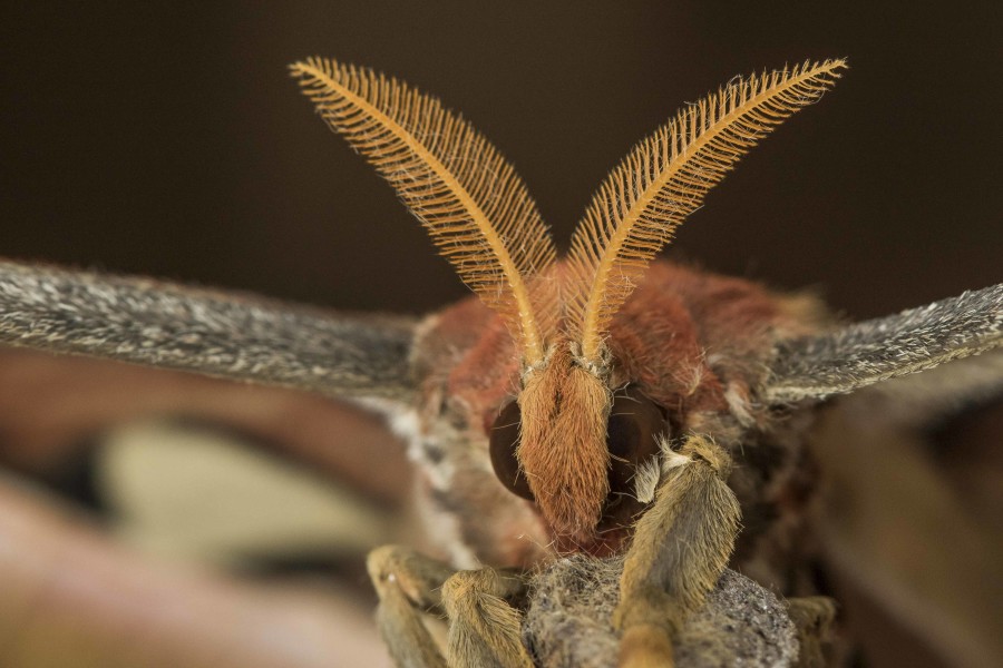 Atlas moth Rahul Alvares