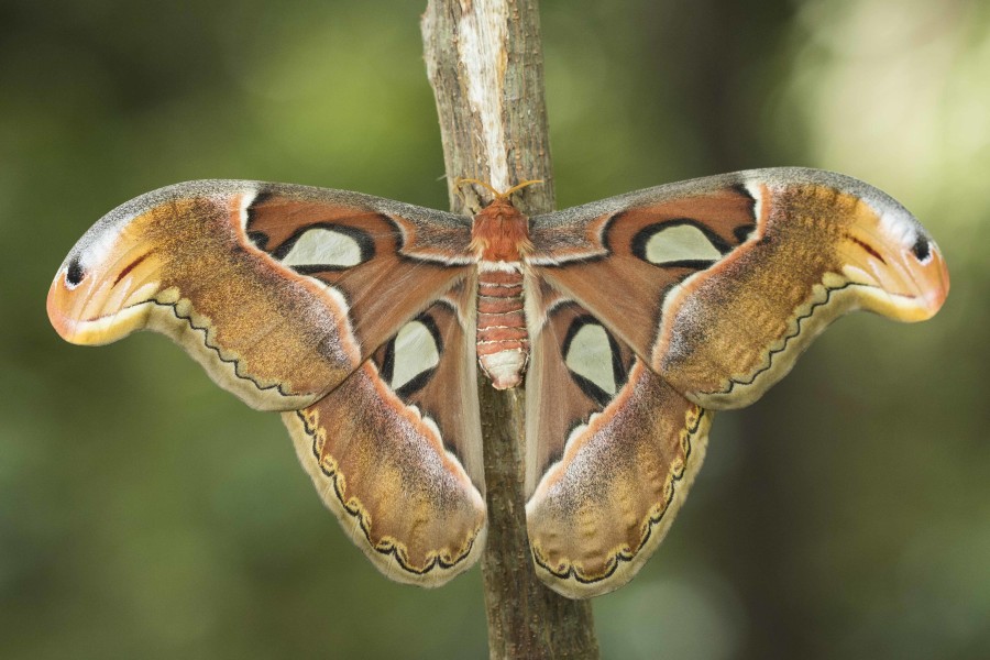 Atlas moth Rahul Alvares