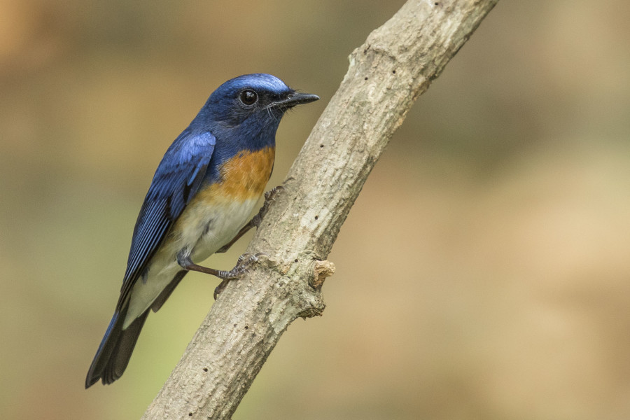 Blue throated flycatcher Rahul Alvares